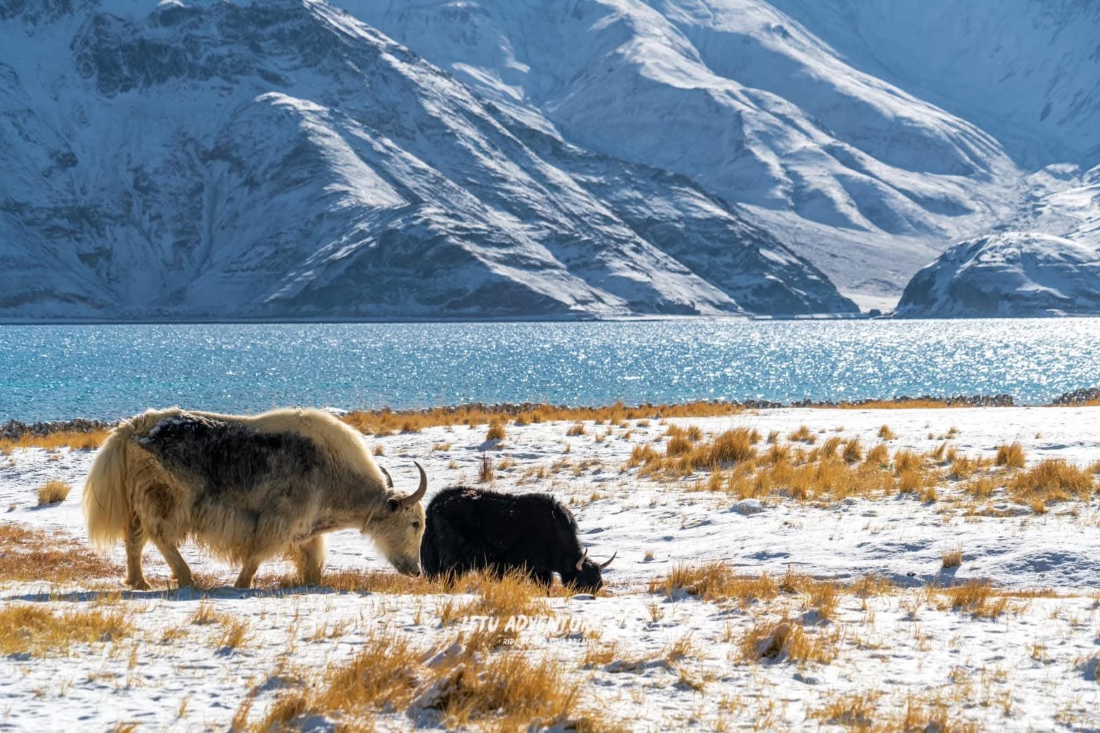 Ultimate Ladakh Odyssey